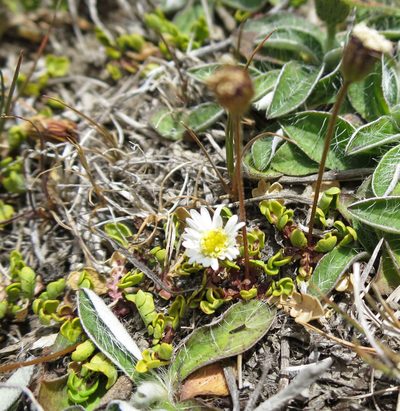 Brachyscome pinnata, photographed by Alice Shanks