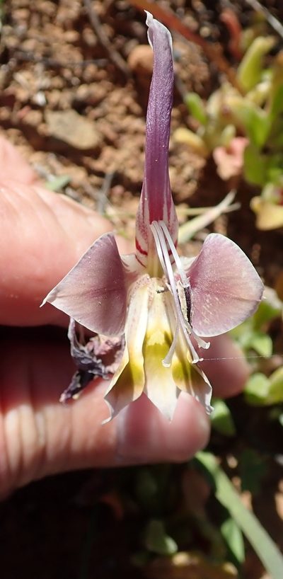 Gladiolus uysiae, photographed by Peter Warren