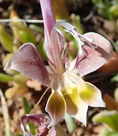 Gladiolus uysiae, photographed by Peter Warren