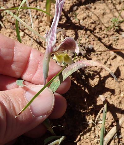 Gladiolus uysiae, photographed by Peter Warren