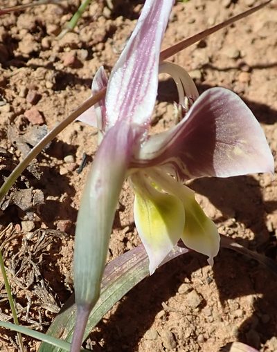 Gladiolus uysiae, photographed by Peter Warren