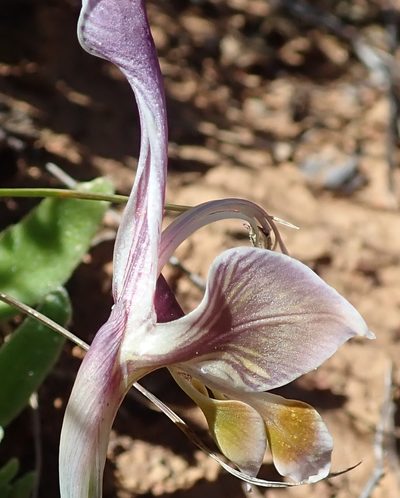 Gladiolus uysiae, photographed by Peter Warren