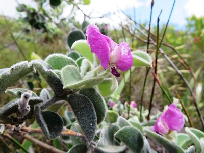 Podalyria hirsuta, photographed by linkie