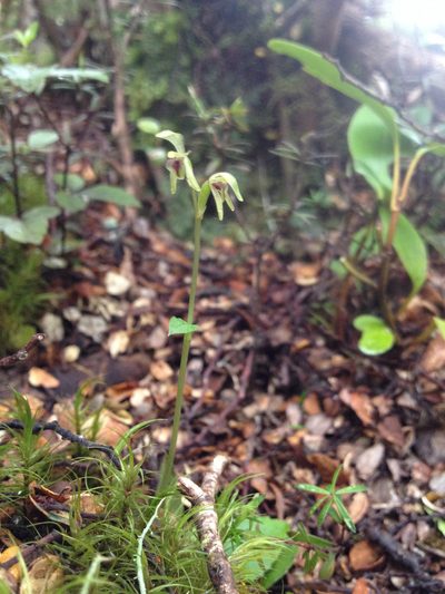 Townsonia deflexa, photographed by Tim Park