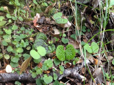 Corybas trilobus, photographed by Tim Park