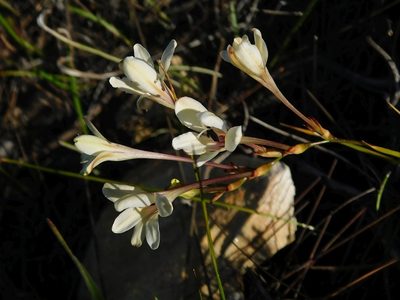 Tritonia cooperi, photographed by Klaus Wehrlin