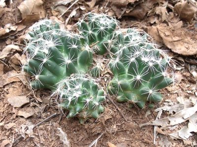 Pelecyphora missouriensis, photographed by John G. Phillips