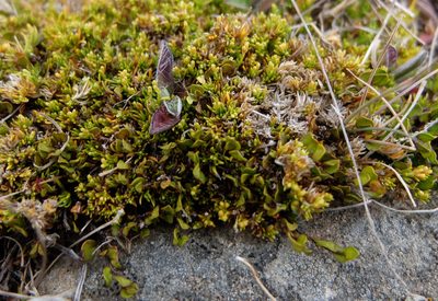 Scleranthus biflorus, photographed by Alice Shanks