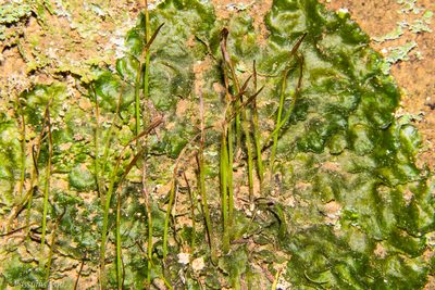 Megaceros flagellaris, photographed by Possums' End