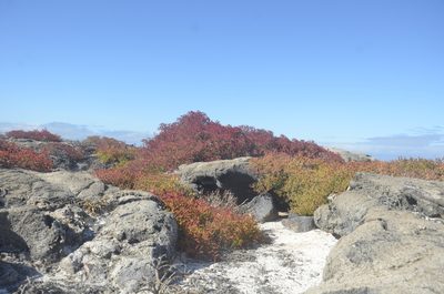Sesuvium edmonstonei, photographed by Karen Ascencio