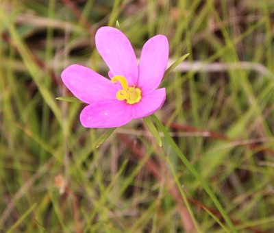 Sabatia campanulata, photographed by Lauren McLaurin