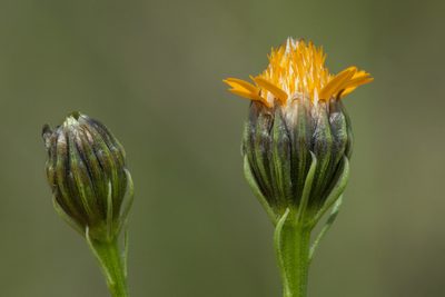 Adenophyllum wrightii, photographed by Cecelia Alexander