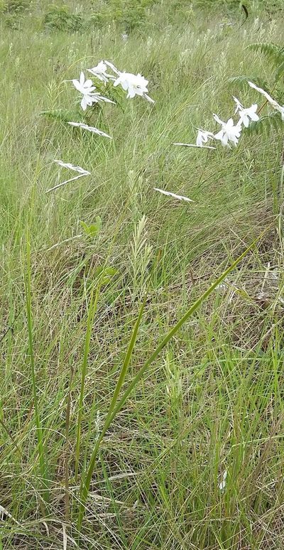 Dierama argyreum, photographed by grabbarg