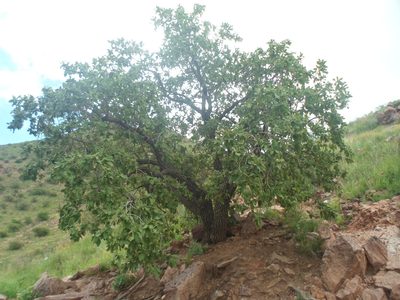 Quercus chihuahuensis, photographed by Leví Bernardo Martínez Reza