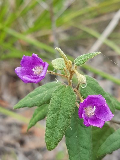 Howittia trilocularis, photographed by Vale Jenny Conolly