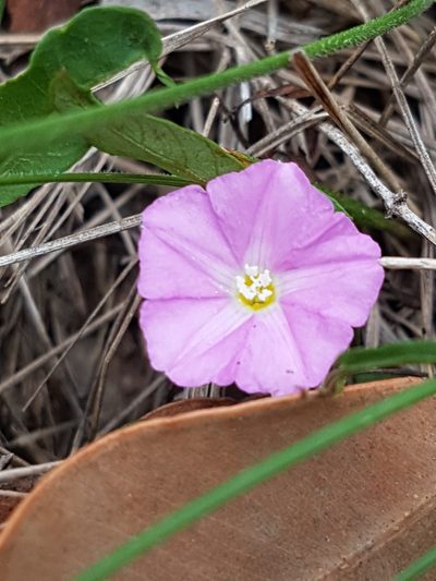 Convolvulus erubescens, photographed by Vale Jenny Conolly