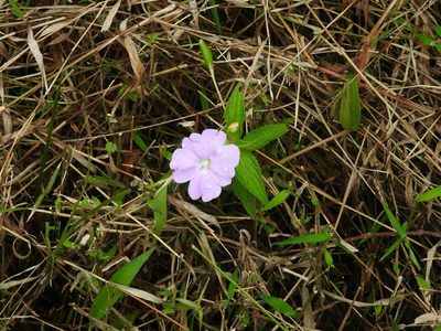 Impatiens platypetala, photographed by Subir B. Shakya