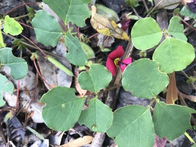 Kennedia carinata, photographed by Ann Bentley
