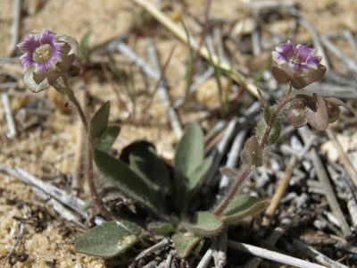 Tricardia watsonii, photographed by Jim Morefield