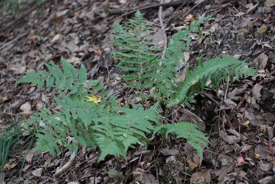 Dryopteris uniformis, photographed by harum.koh