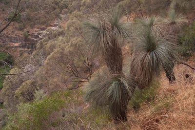 Xanthorrhoea quadrangulata, photographed by Rolf Lawrenz