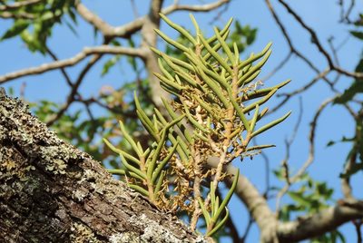 Tridactyle tridentata, photographed by i_c_riddell