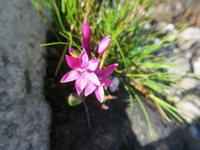 Thereianthus minutus, photographed by linkie