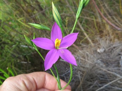 Chironia jasminoides, photographed by linkie