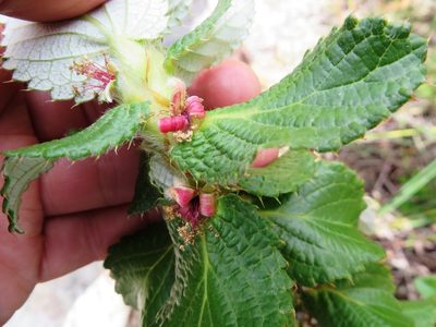 Cliffortia hirsuta, photographed by linkie