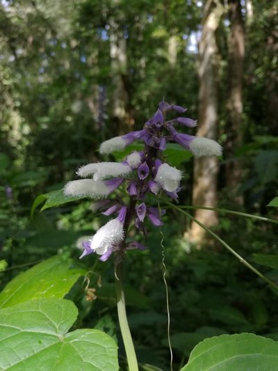 Salvia divinorum, photographed by Juan Carlos Pérez Magaña