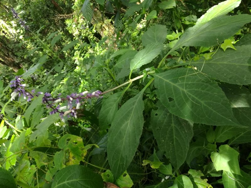 Salvia divinorum, photographed by Juan Carlos Pérez Magaña