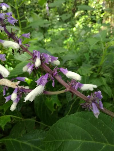Salvia divinorum, photographed by Juan Carlos Pérez Magaña