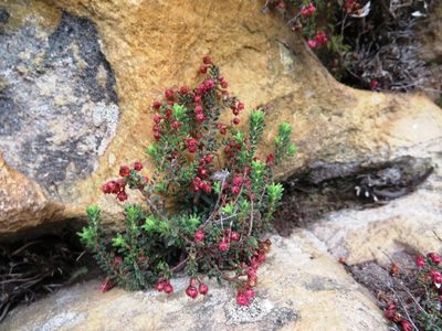 Erica oreophila, photographed by linkie