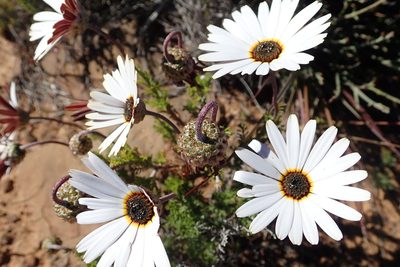Ursinia pilifera, photographed by Peter Warren