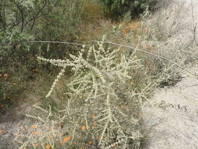 Asterohyptis stellulata, photographed by Oscar Alejandro Morales Juárez