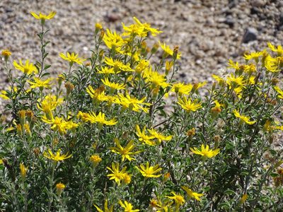 Heterotheca zionensis, photographed by CK2AZ