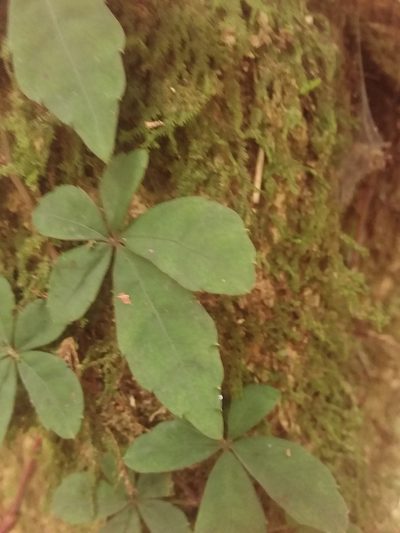 Tetrastigma obtectum, photographed by 雷麟霖