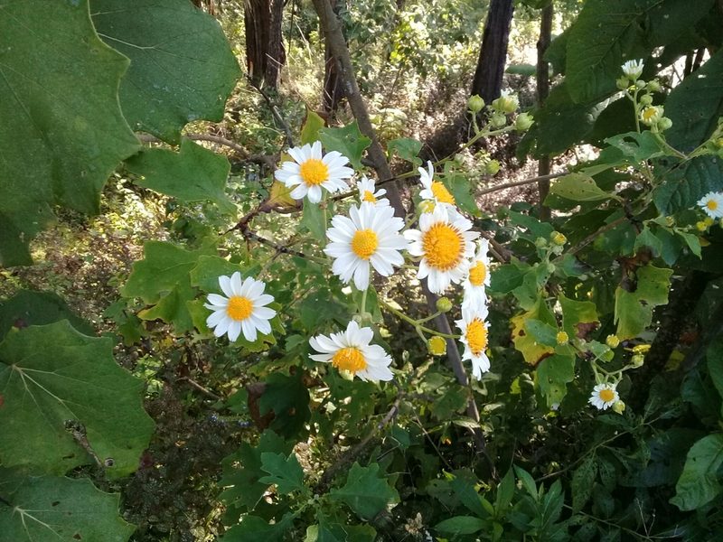 Montanoa imbricata, photographed by Dayan Romero