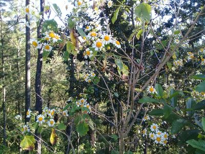 Montanoa imbricata, photographed by Dayan Romero