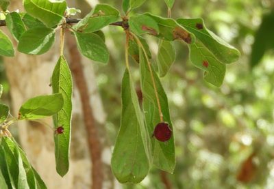 Guettarda elliptica, photographed by Francisco Farriols Sarabia