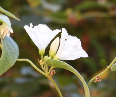 Jacquemontia nodiflora, photographed by Francisco Farriols Sarabia