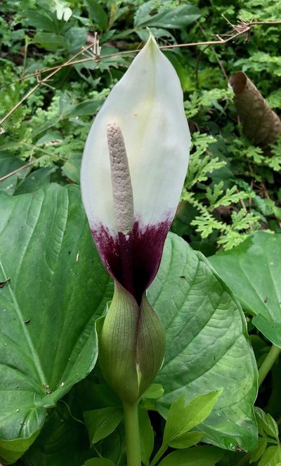 Xanthosoma mexicanum, photographed by desertnaturalist