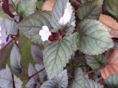 Strobilanthes alternata, photographed by jmmaes