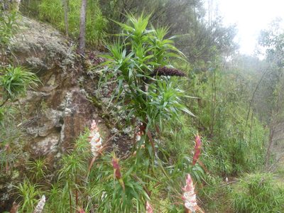 Richea dracophylla, photographed by Valentin Moser