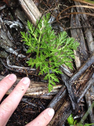 Sceptridium australe, photographed by Tim Park