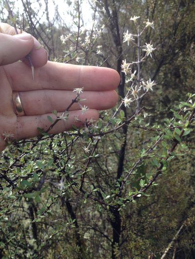 Olearia virgata, photographed by Tim Park