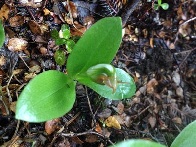Pterostylis humilis, photographed by Tim Park