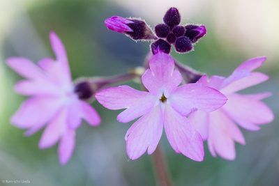 Lithophragma trifoliatum, photographed by Ken-ichi Ueda