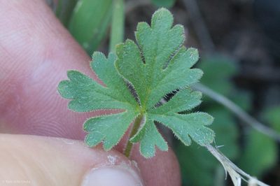 Lithophragma trifoliatum, photographed by Ken-ichi Ueda