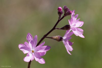 Lithophragma trifoliatum, photographed by Ken-ichi Ueda